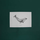 Print Ballena Azul 21x30 cm