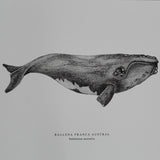 Print Ballena Franca Austral 21x30 cm
