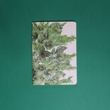 Planner Puya chilensis