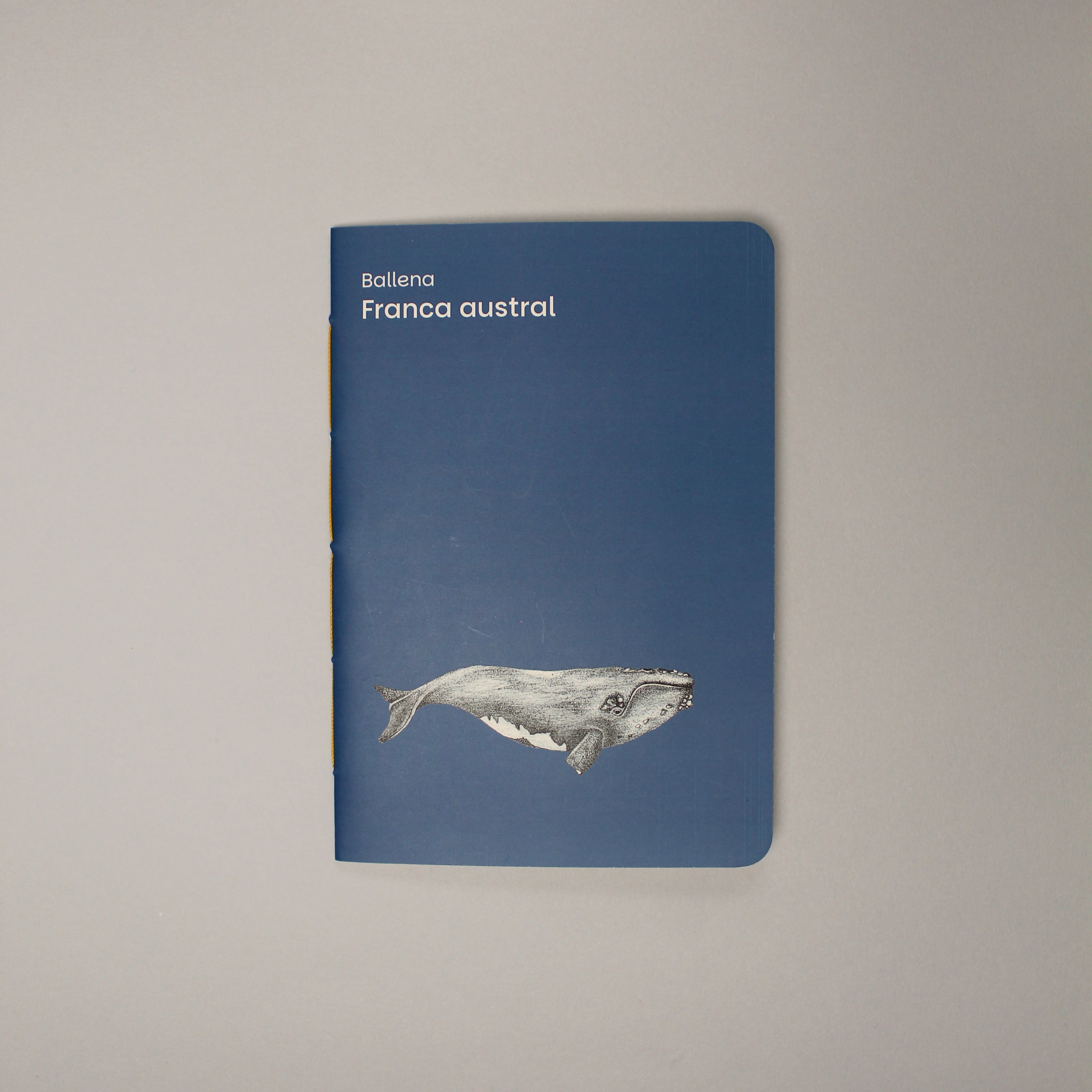 planner ballena franca austral ilustración fauna chilena