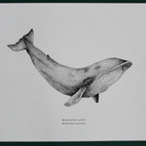 Print Ballena Azul 21x30 cm
