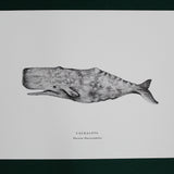 Print Cachalote 21x30 cm