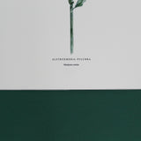 Print Alstroemeria 21x30 cm