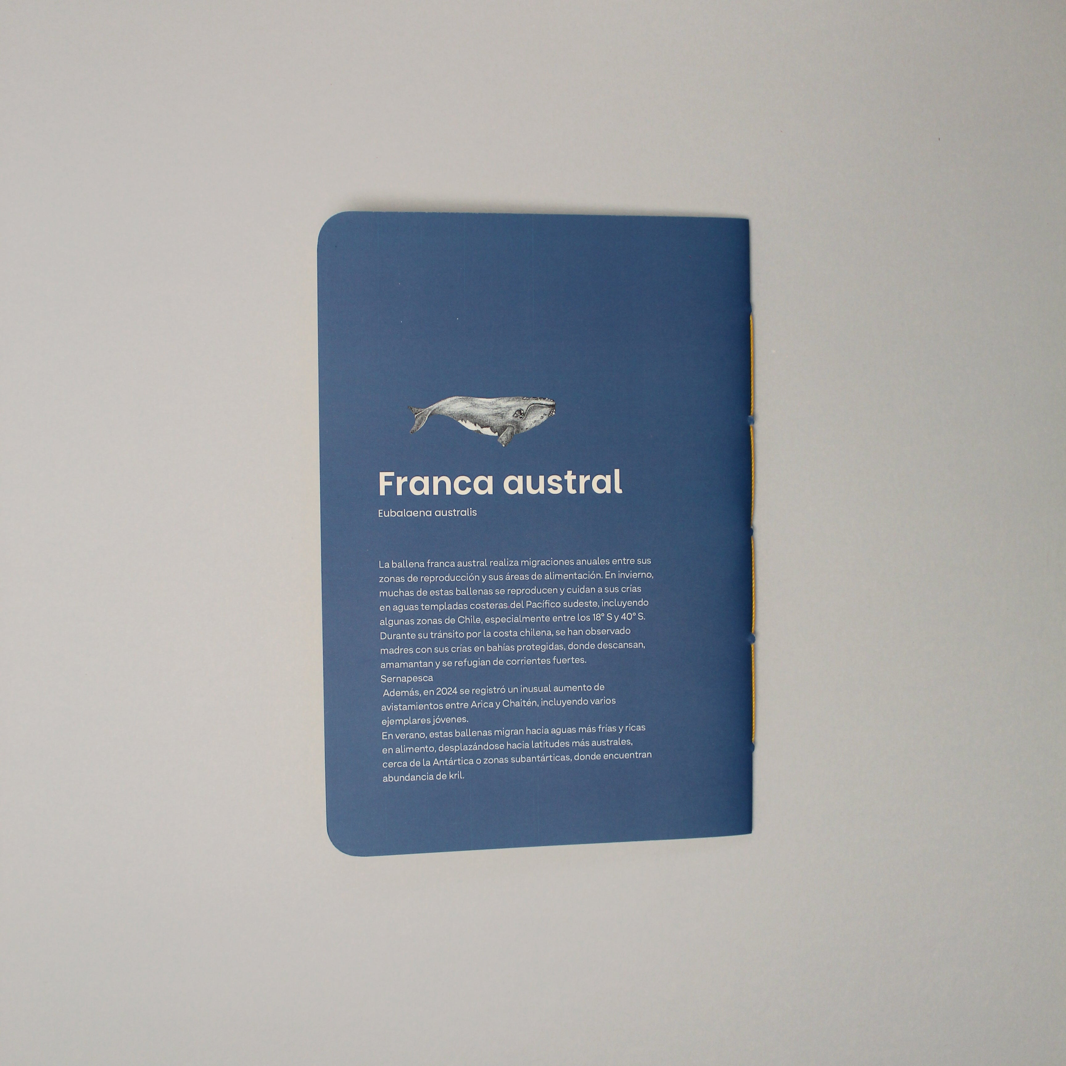 planner ballena franca austral ilustración fauna chilena