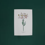 Print Alstroemeria 21x30 cm