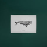 Print Ballena Franca Austral 21x30 cm