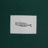 Print Cachalote 21x30 cm